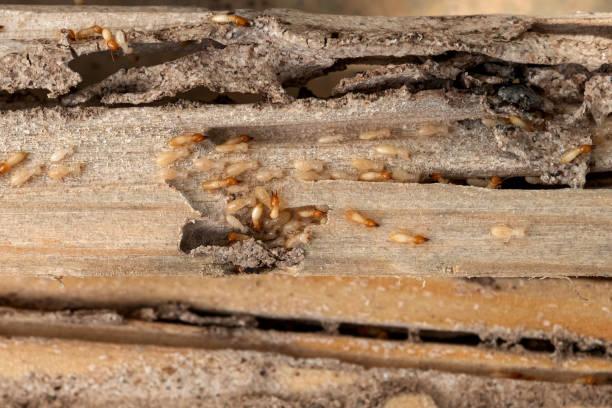 Best Best Pest Control Companies  in Wood River, IL